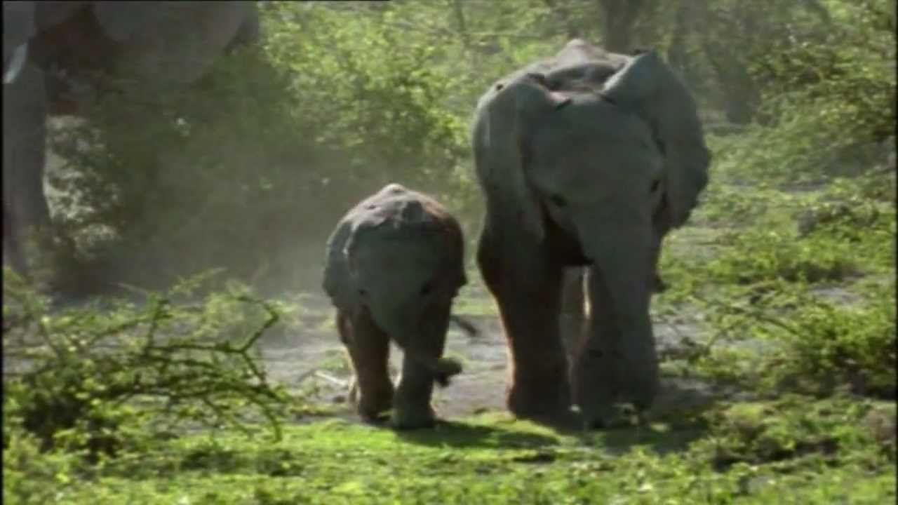 Patience Dabany & Tabu Ley Rochereau - Sango Ya Mawa