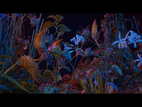 Floating Points - Last Bloom (Official Video)
