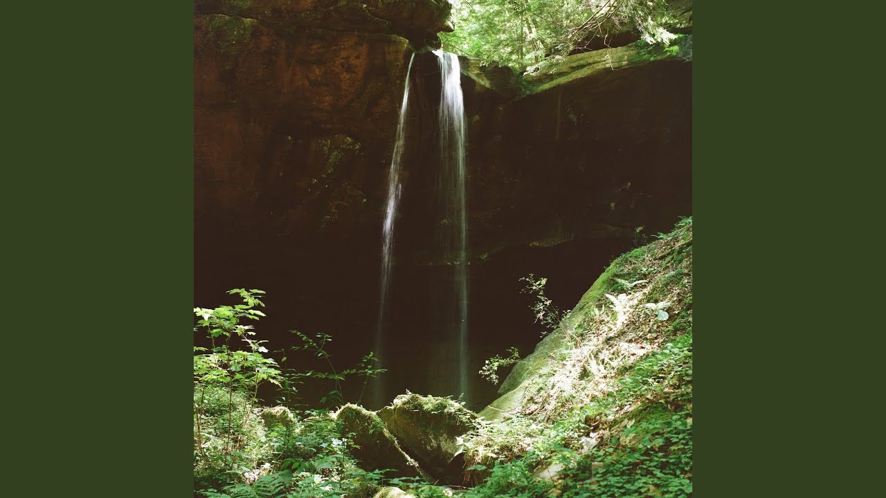 Forest Dark