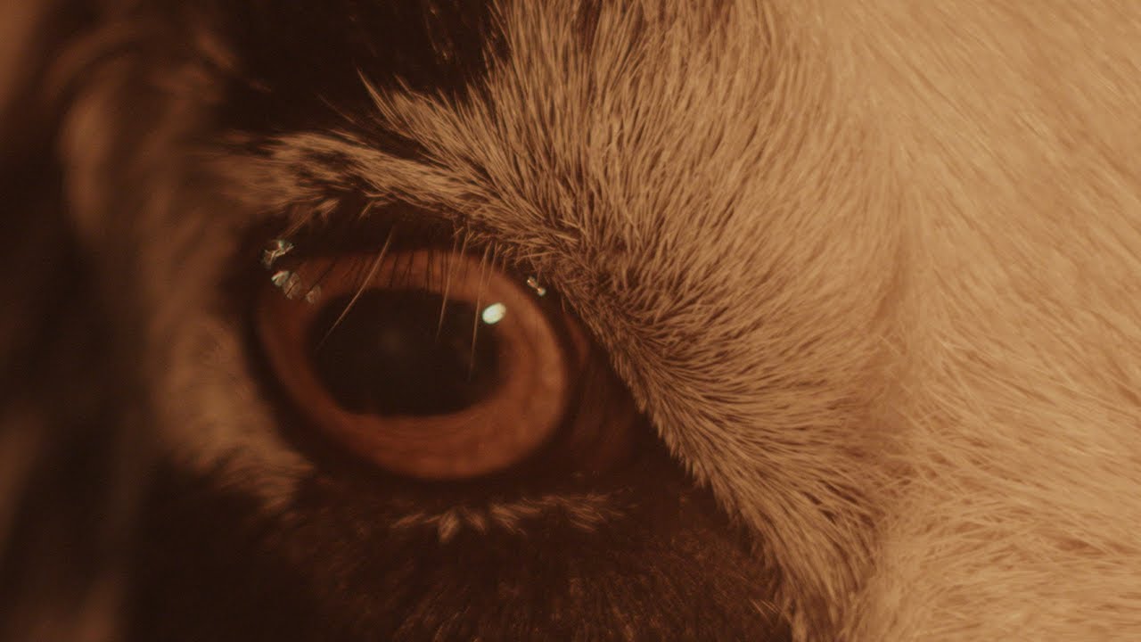 The Wran - Some Say The Devil Is Dead (Official Video)