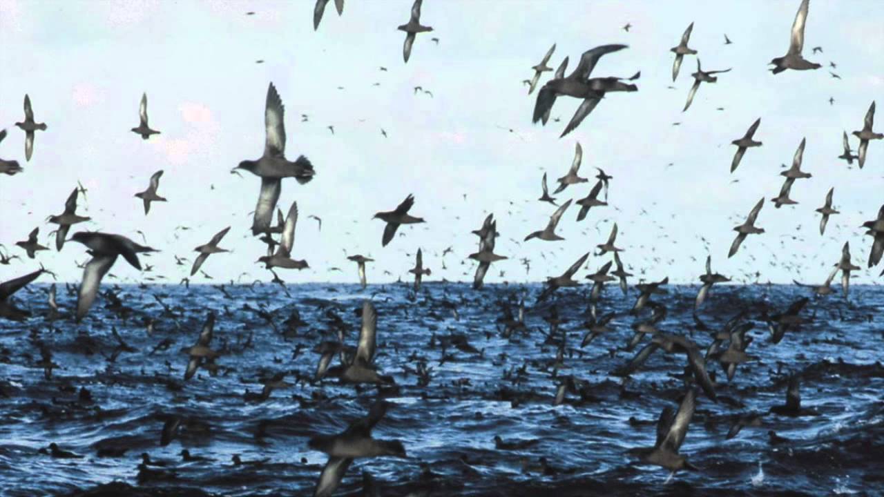 Fatima Yamaha - Sooty Shearwater, King of Migration