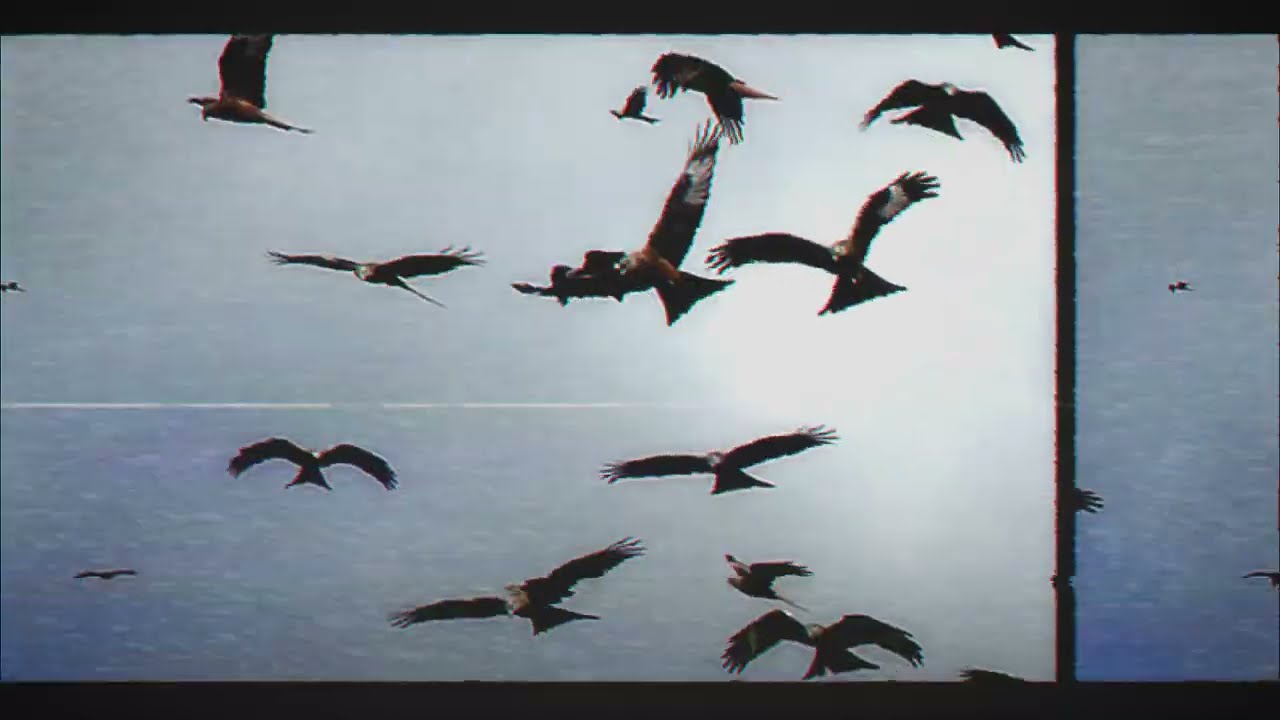 bird watching