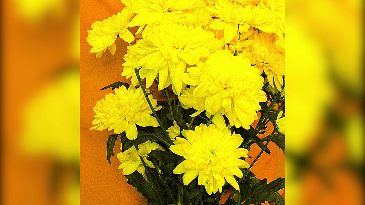 Royal Yellow - Hazeldene [Official Audio]