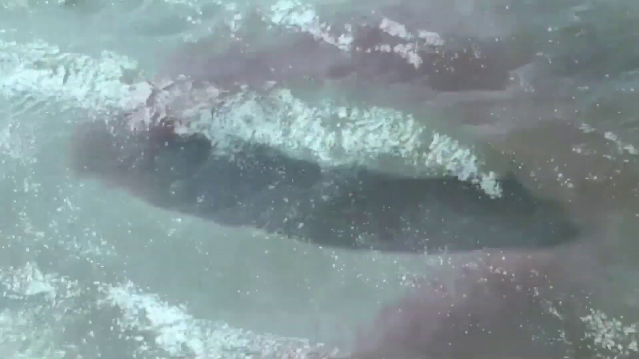Bitflower Bb: 'Blue Fire' | 4:3 Music Video