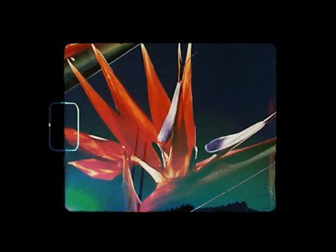 HousePlants - Every Flower Is A Field