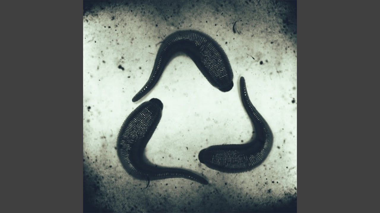 Leeches