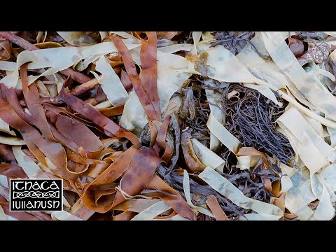 lullahush - Maggie na bhFlaitheas
