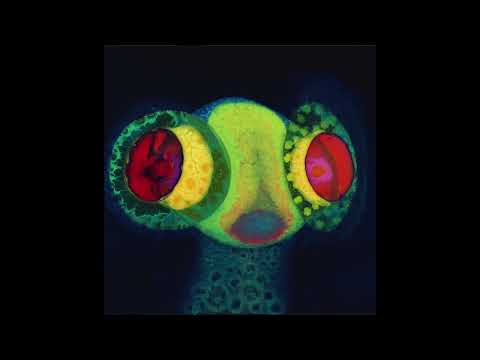 OSEES "SORCS 80" FULL ALBUM STREAM