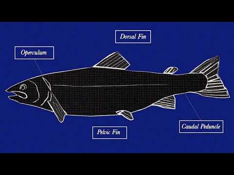 Laurie Shaw - Neck Of The Woods (Short Film)
