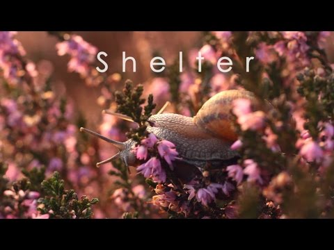 Participant - Shelter (Music Video)