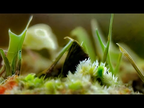 Braids - Evolution (Official Video)