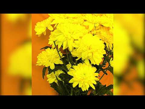 Royal Yellow - Hazeldene [Official Audio]