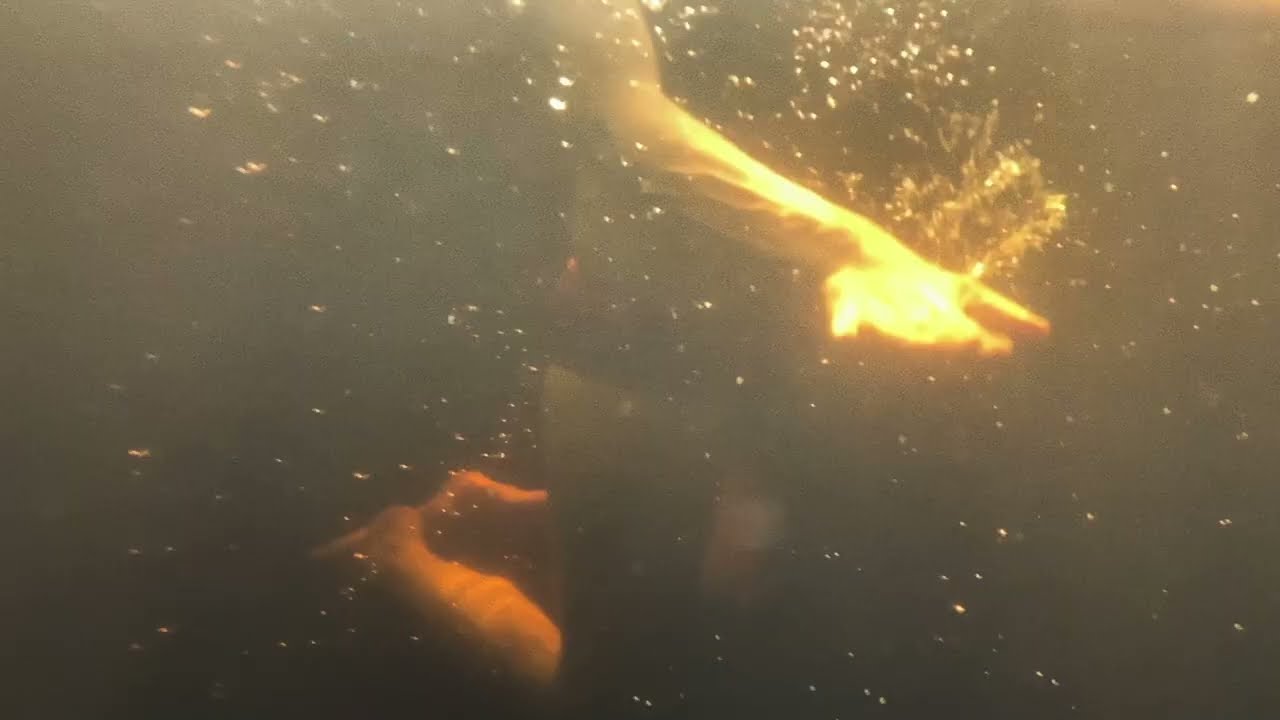 The Sei - Driver (Official Video)