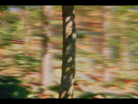 This is Dekmantel Festival ’26.