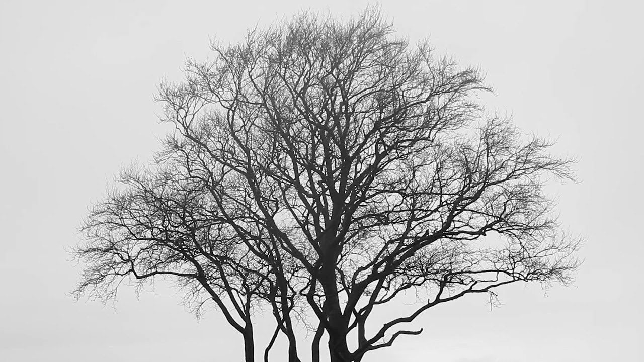 Seán Mac Erlaine // Horse-drawn Thoughts