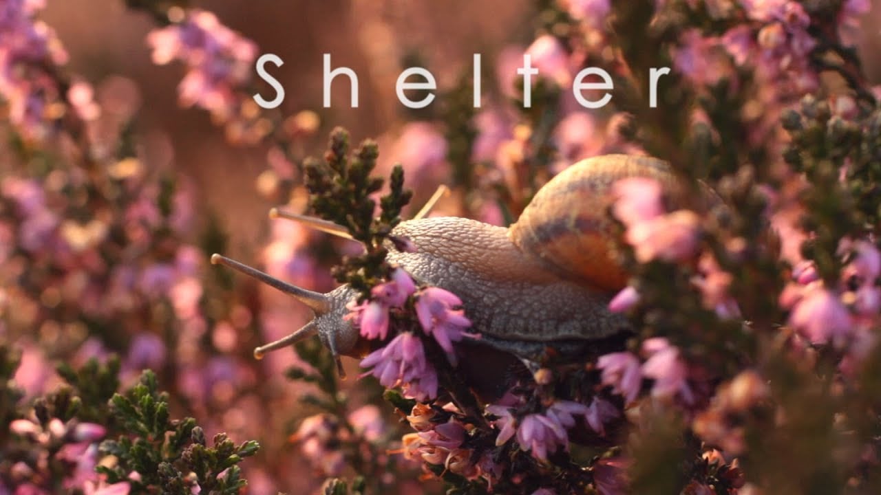 Participant - Shelter (Music Video)
