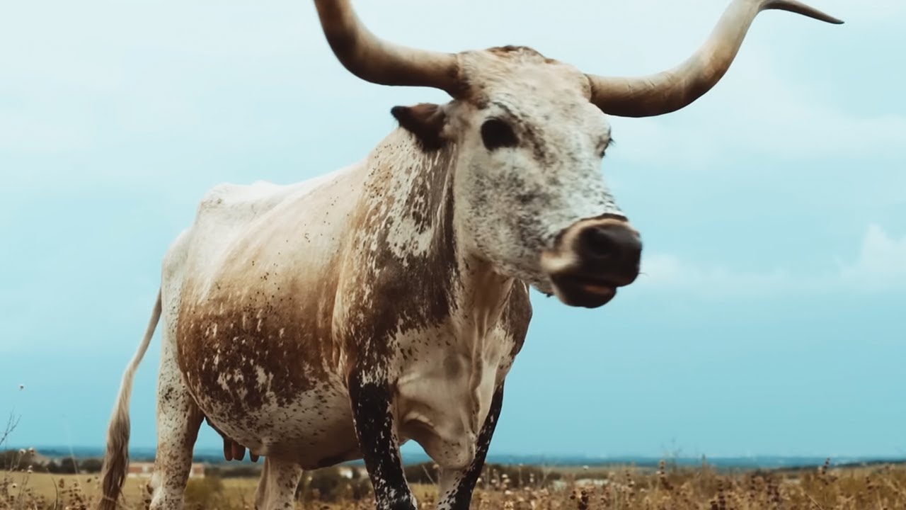 alt-J - Left Hand Free (Official Video)