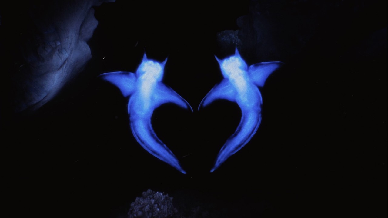 Danny L Harle - Two Hearts (ft. Dua Lipa)