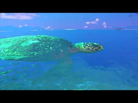 Mall Grab - Dive (Official Video)